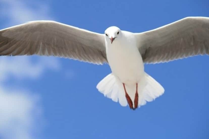 seagull-690170_640_e