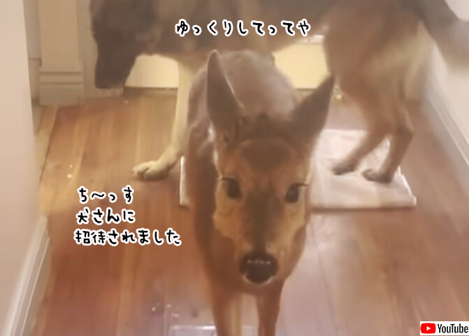 お友達連れてきたよ！犬用ドアを設置した所、犬たちが鹿をつれて帰ってきた