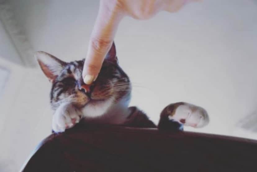 猫のお鼻から分かること 猫の鼻を思わず触ってしまう飼い主と 思わず触り返してしまう猫のいる風景 カラパイア