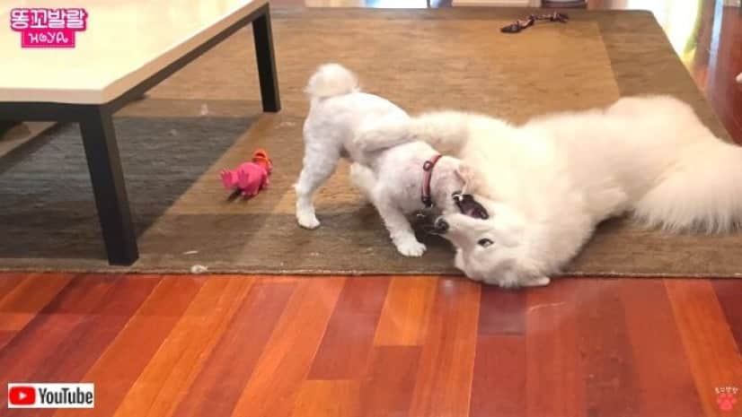 サモエド犬 もう帰っちゃうの 次はいつ お友だちが帰っちゃってさびしさmaxしょんぼりな犬 カラパイア