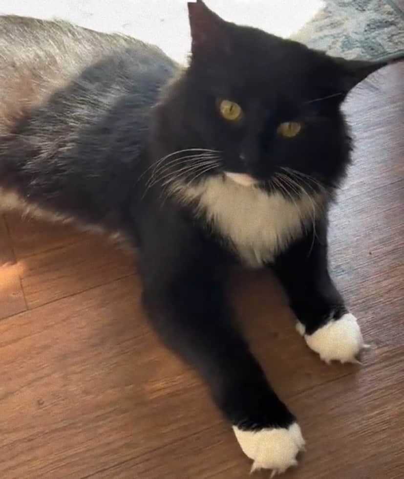 Mittens_e