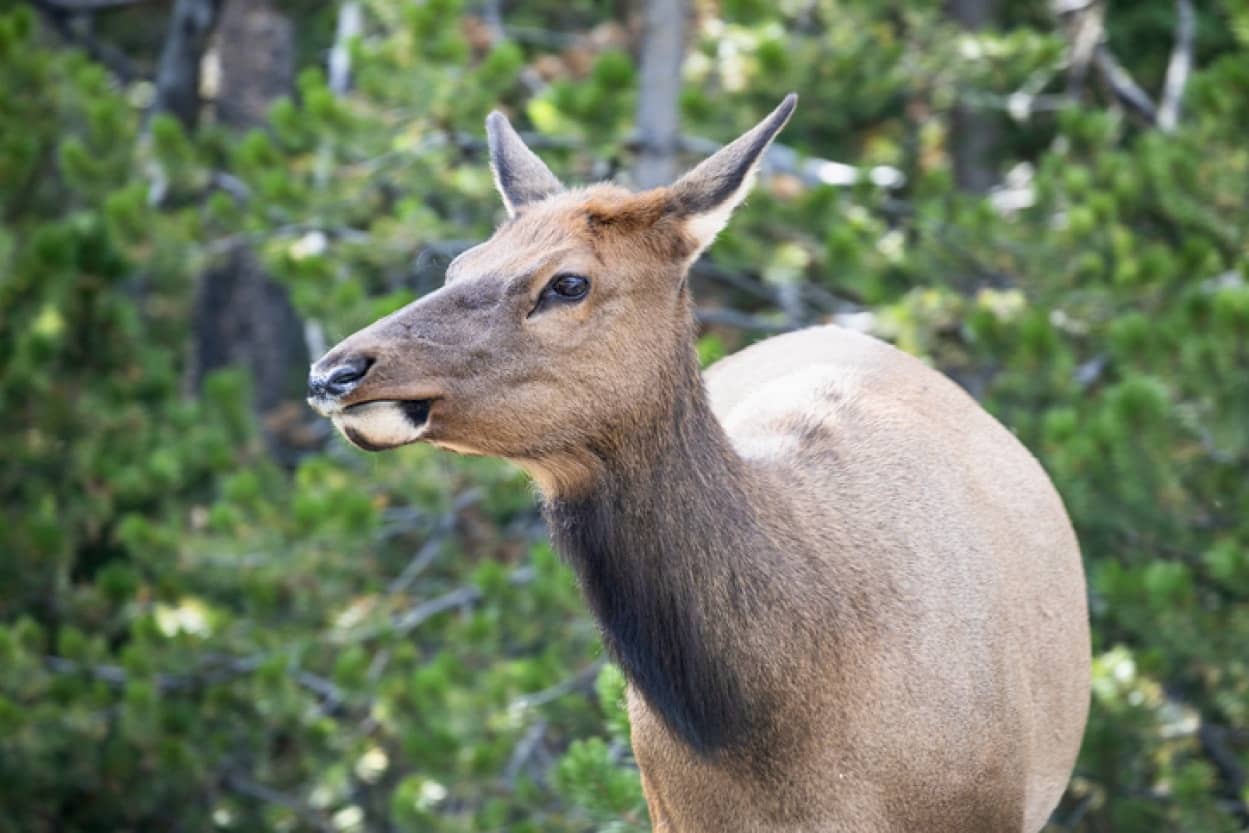アメリカでエルクが前例のないほど攻撃的に