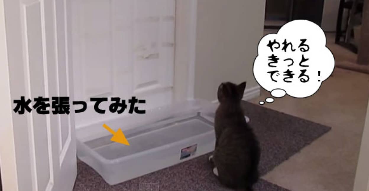 あまりにも頻繁に猫がドアを開けてしまうので水攻めにしたところ カラパイア あまりにも頻繁に猫がドアを開けてしまうので水攻めにしたところ カラパイア