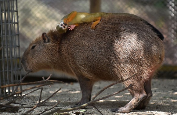 カピバラの包容力は天井知らず 動物界のお釈迦さま的存在のカピバラに集まる動物たち カラパイア