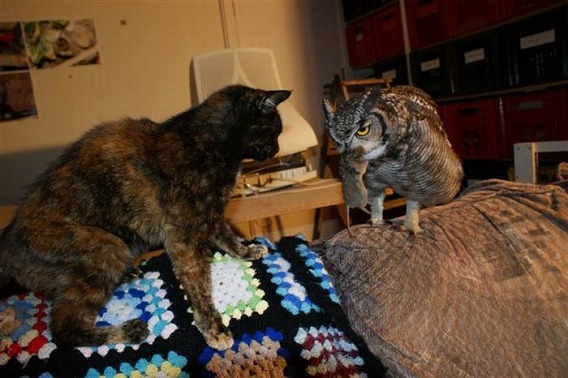 怪我したミミズクを保護したら 恩返しにネズミやヘビを狩ってきて家族に振舞うようになった カラパイア 怪我したミミズクを保護したら 恩返しにネズミやヘビを狩ってきて家族に振舞うようになった カラパイア