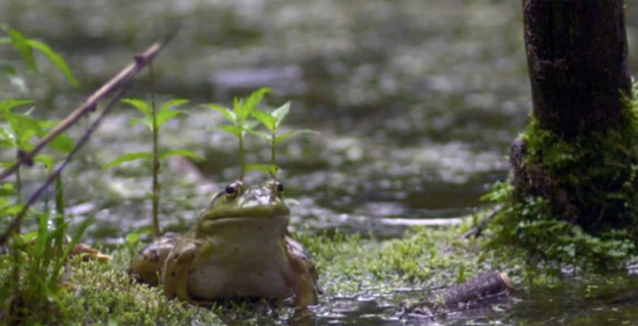 嵐はごちそう 大雨の中悠々自適に泳ぎ回る貪欲王 ウシガエルのかっこよさをスローモーションで カラパイア