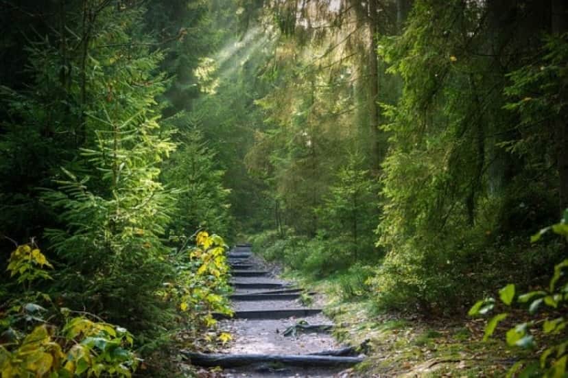 forest-2942477_640_e