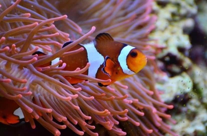 anemone-fish-1496866_640_e