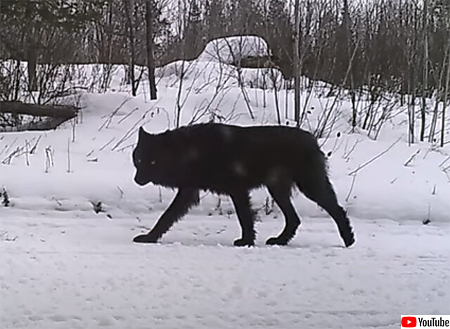 ミネソタ州で発見された黒毛の一匹狼