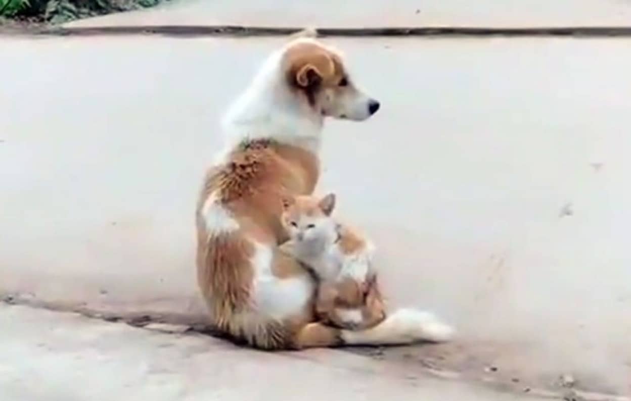 同じ毛色の犬と猫 猫が液体となり 溶けて流れてひとつになった カラパイア 同じ毛色の犬と猫 猫が液体となり 溶けて流れてひとつになった カラパイア