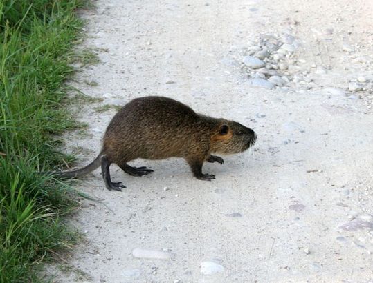 半水性の大型齧歯類 ヌートリア カラパイア 半水性の大型齧歯類 ヌートリア カラパイア