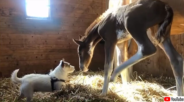 犬と生まれたばかりの馬の友情物語