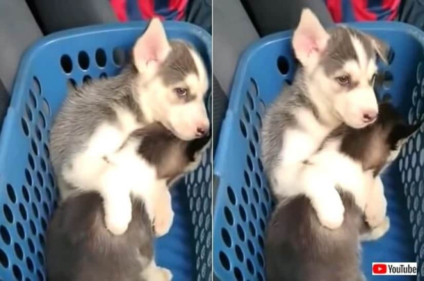puppy3_640