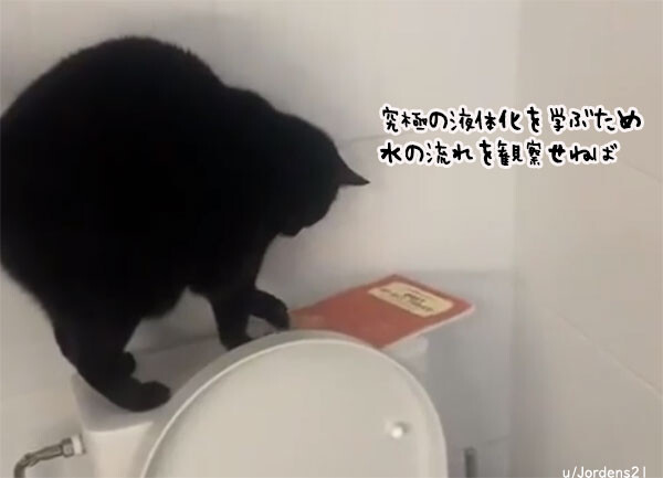 完璧な液体化を目指すため、トイレの水を流して観察を続ける猫