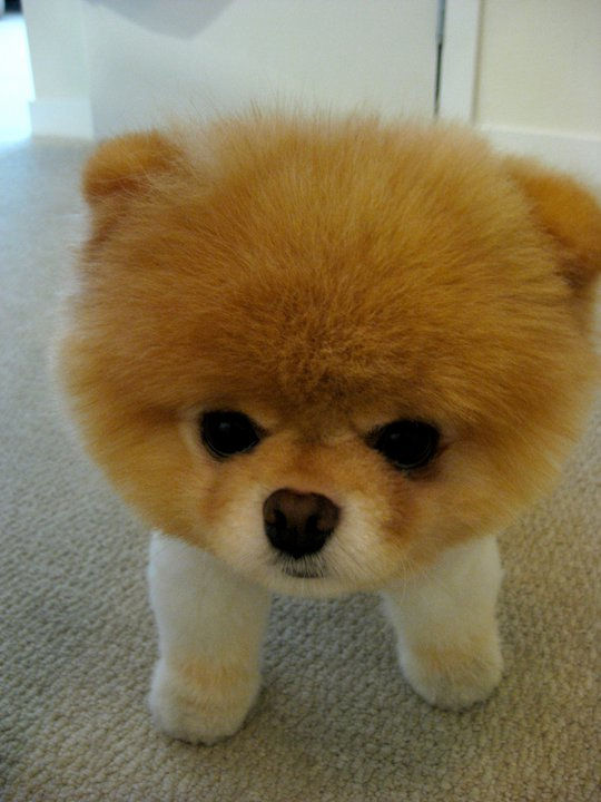 今 世界一かわいいとyoutubeで話題の犬 ブー Boo 画像追加 カラパイア 今 世界一かわいいとyoutubeで話題の犬 ブー Boo 画像追加 カラパイア