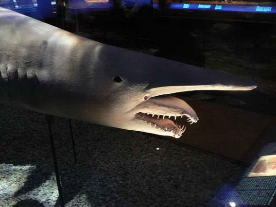 奇妙面白い世界12のサメ カラパイア