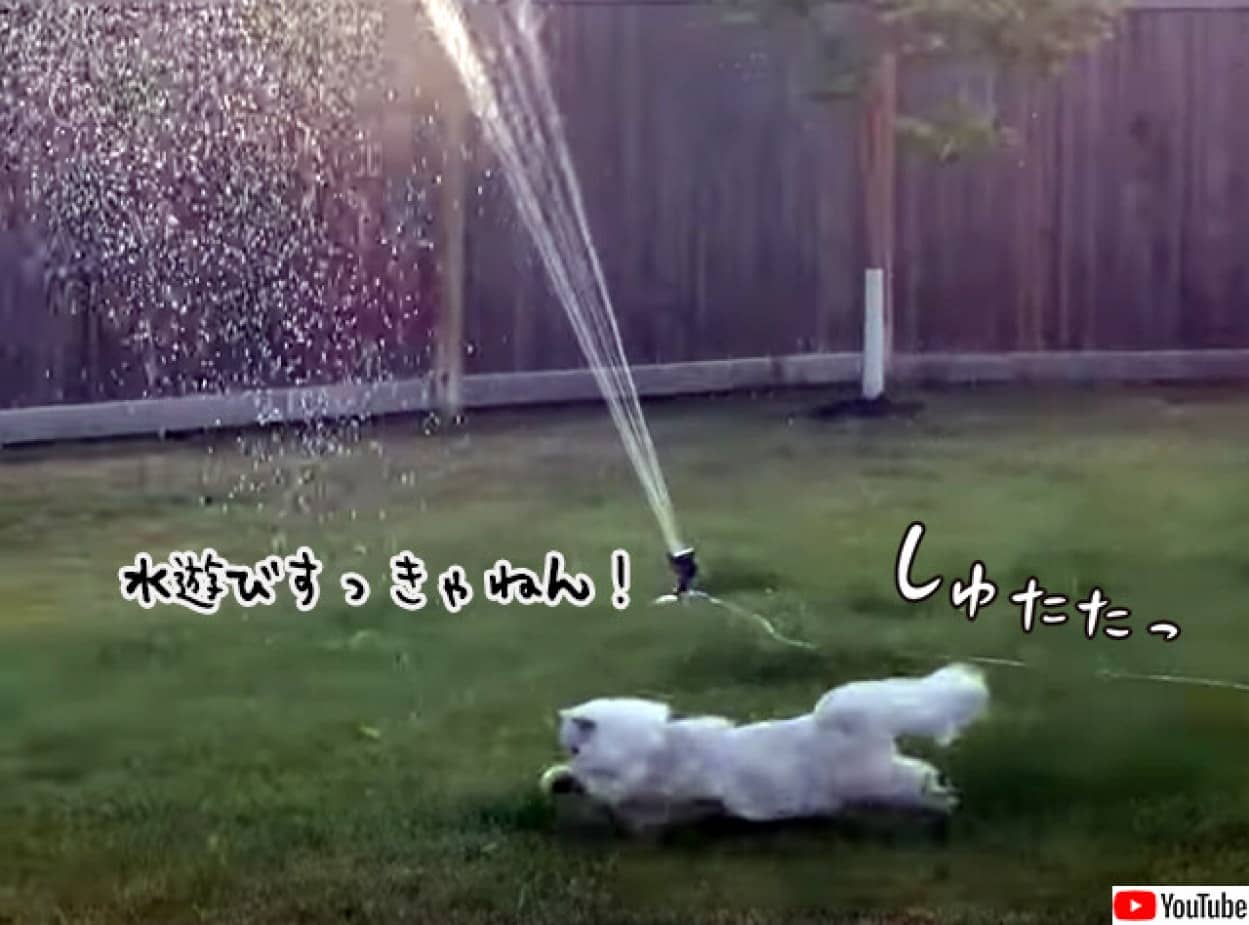 スプリンクラーが好きな猫