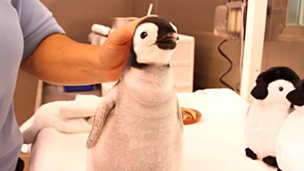 penguinbaby0