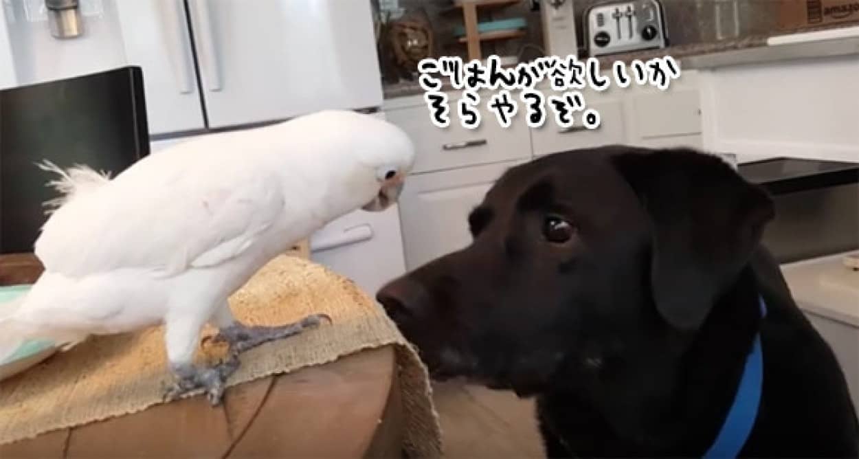 犬を餌付けするき満々のオウム 毎朝犬に朝食サービス カラパイア 犬を餌付けするき満々のオウム 毎朝犬に朝食サービス カラパイア