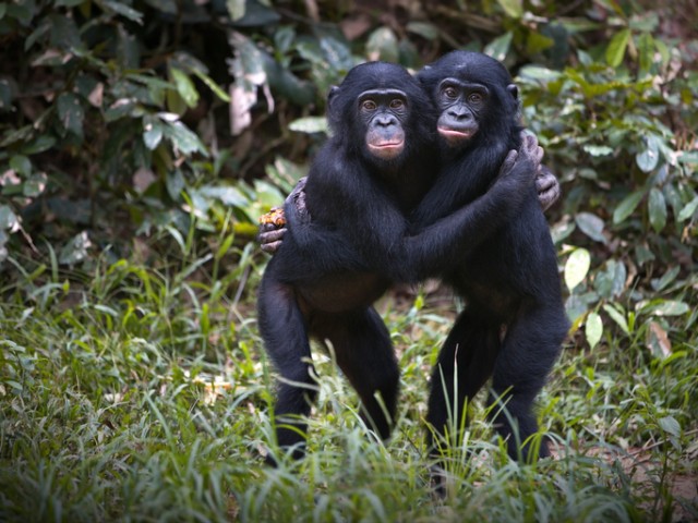 チンパンジーやボノボは何十年たっても家族や友達のことを覚えている