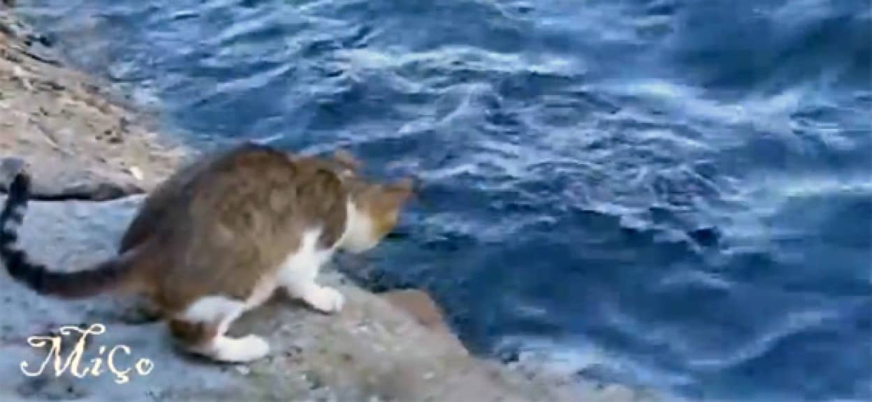 狩れる猫 狙いを定めて一撃必殺 魚を捕る カラパイア