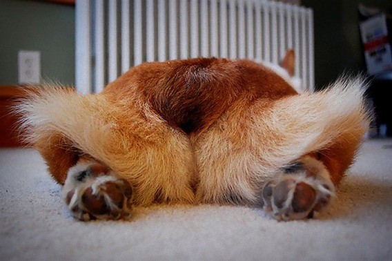 photos_of_corgi_butts_22_e