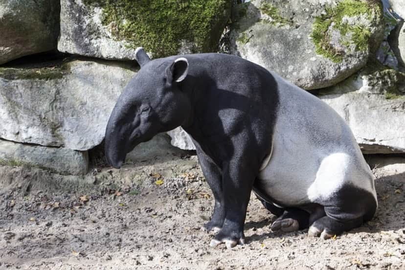 malayan-tapir-1734462_640