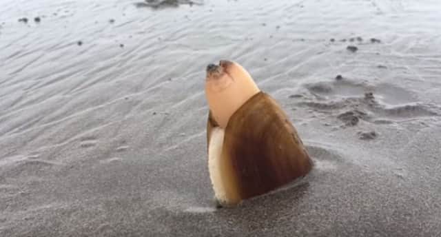 貝だって一生懸命生きている 貝の躍動感あふれる砂潜りシーンが明らかに カラパイア