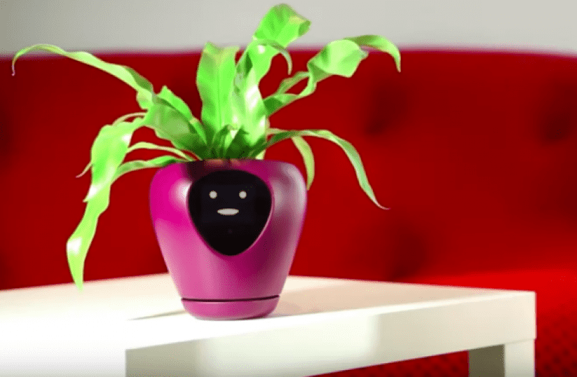 plant4