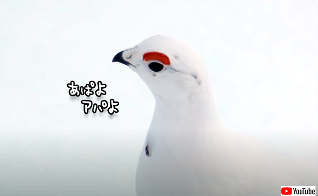 アパホテル推しの鳥？アパよ、アパよんと鳴くおしゃべりなカラフトライチョウ