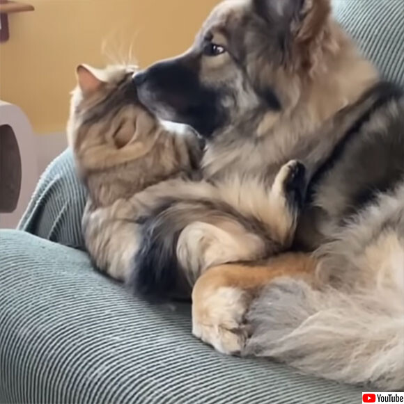 ロシア産猫とアメリカ産犬、もふともふが癒しの競演で世界が平和に思えてくる動画