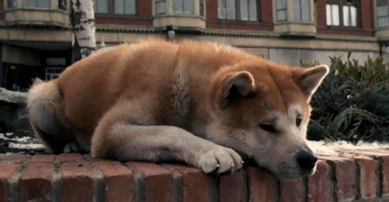 涙なくして見ることができない エンディングが悲しすぎる 泣ける映画トップ10 カラパイア 涙なくして見ることができない エンディングが悲しすぎる 泣ける映画トップ10 カラパイア