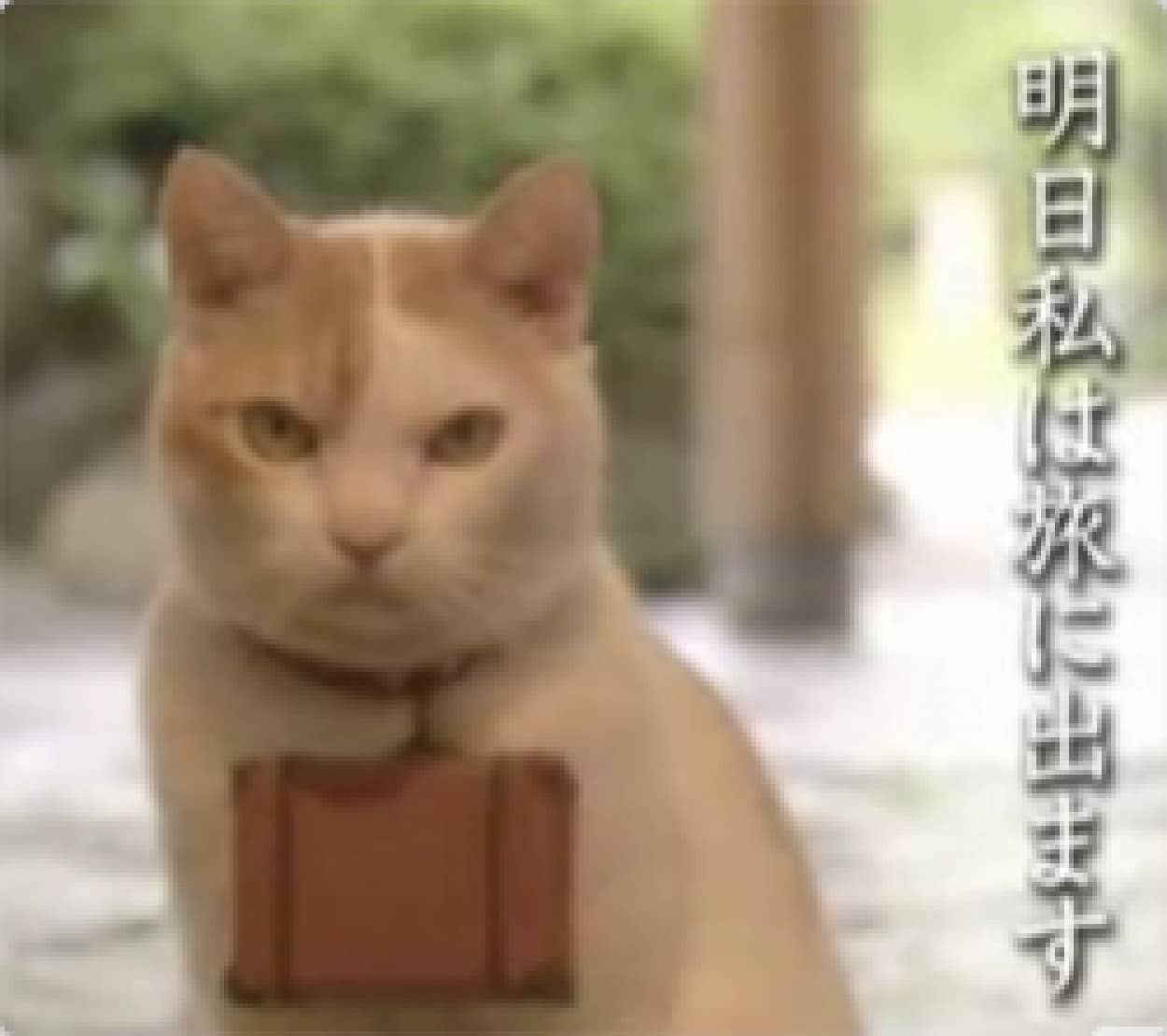 Cmで人気の猫 にゃらん が旅に出る理由 カラパイア Cmで人気の猫 にゃらん が旅に出る理由 カラパイア