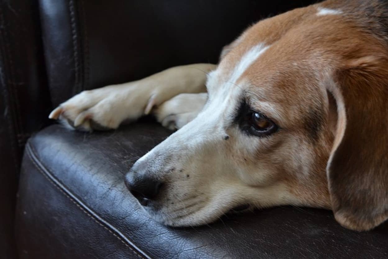 助けてくださいのメモを首輪に着けた犬がパトカーに飛び乗る