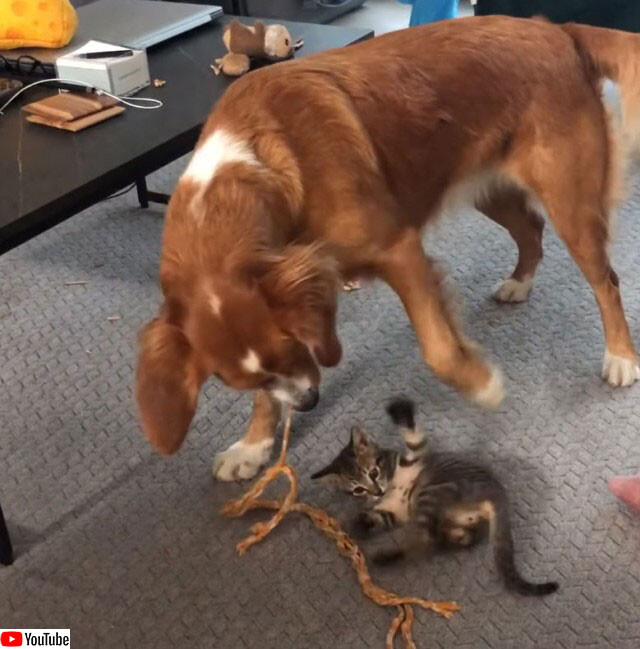 子猫を紐で遊んであげるやさしい犬