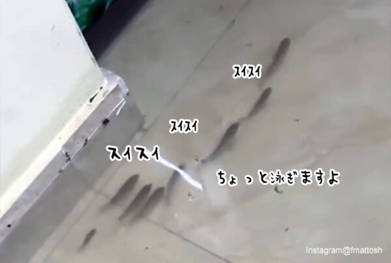 洪水で家の中を泳ぐ魚の群れとカエル