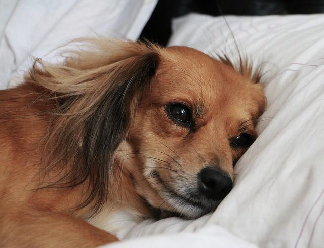 尊い涙。犬は飼い主と再会できた時にうれし涙を流すことが新たな研究で明らかに