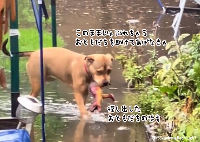 大雨で水浸しとなった庭で親友の恐竜のおもちゃを助け出そうとする犬