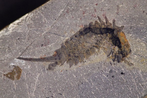 5億年前の海に生息していた小さきプレデターの正体が明らかに カナダ研究 カラパイア