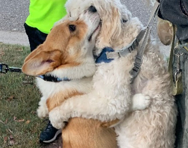 出会った犬全てにハグで愛情を示すコーギー