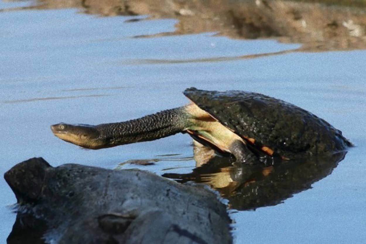ヘビも好きだしカメも好き 一挙両得を満たしたいそんなあなたに ナガクビガメ カラパイア
