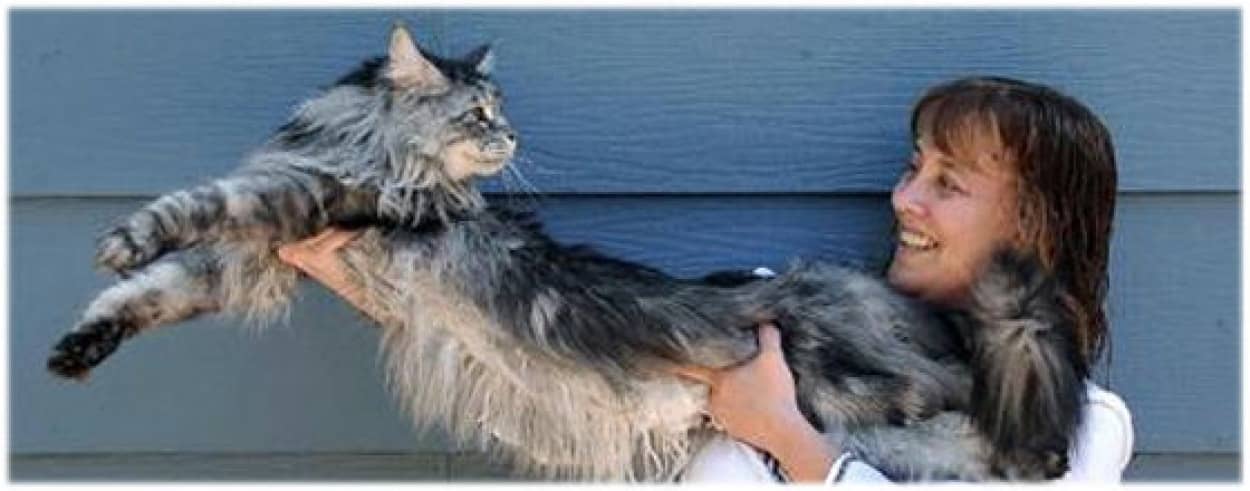1メートル23センチ 世界一長い猫 カラパイア 1メートル23センチ 世界一長い猫 カラパイア