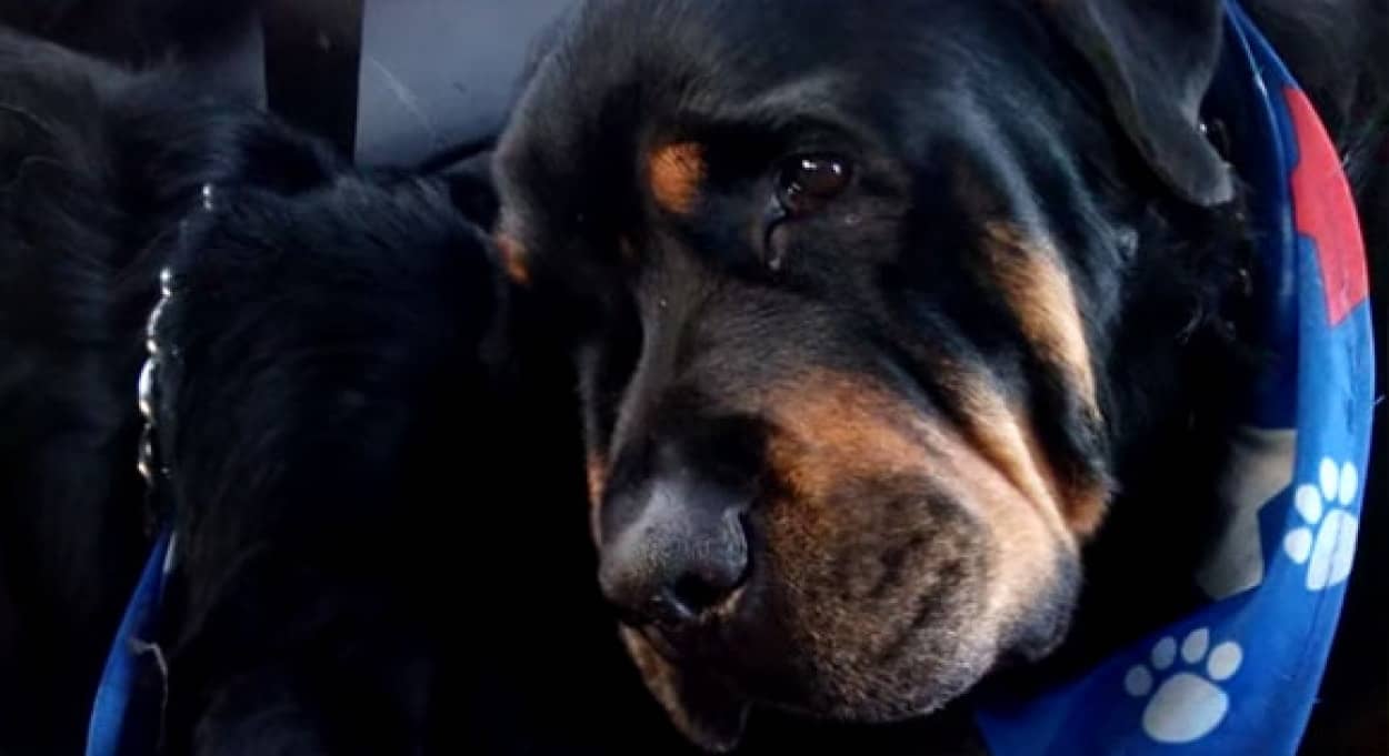 犬には人間と同じような感情がある 悲しそうな表情で目に涙を浮かべ 亡くなった兄弟犬の体から離れようとしない犬 カラパイア 犬には人間と同じような感情がある 悲しそうな表情で目に涙を浮かべ 亡くなった兄弟犬の体から離れようとしない犬 カラパイア