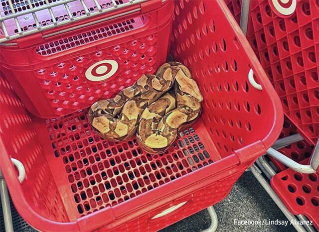 ショッピングカートの中に巨大蛇が入っていたという珍事