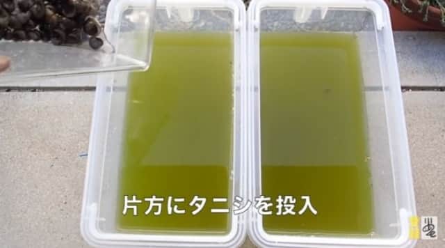 タニシのろ過能力がすごい アオコで濁った水にタニシを投入すると脅威のビフォア アフターに カラパイア