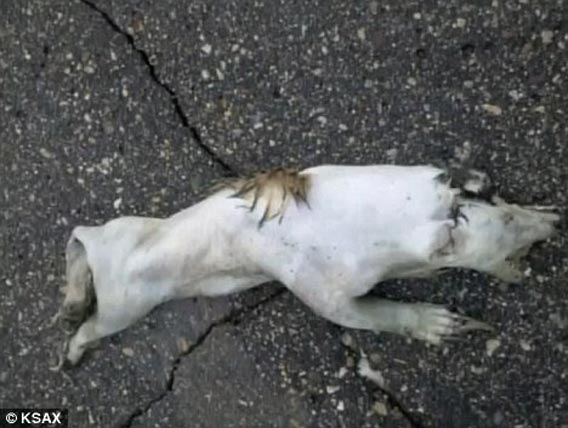 roadkill1