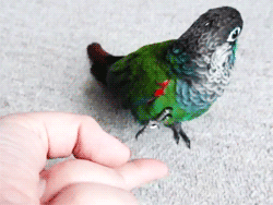 parrot_01
