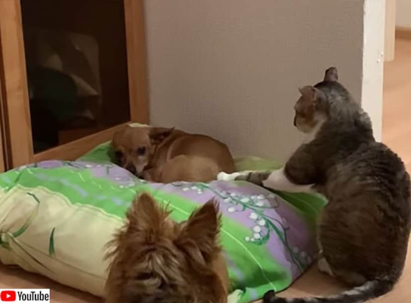 犬と心を通わせたい猫のソフトタッチング カラパイア