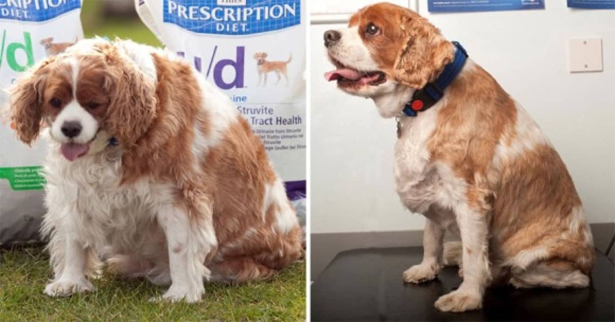 動物たちだって結果にコミット ペット専用フィットネスクラブでダイエットに成功した動物たちのビフォア アフター カラパイア