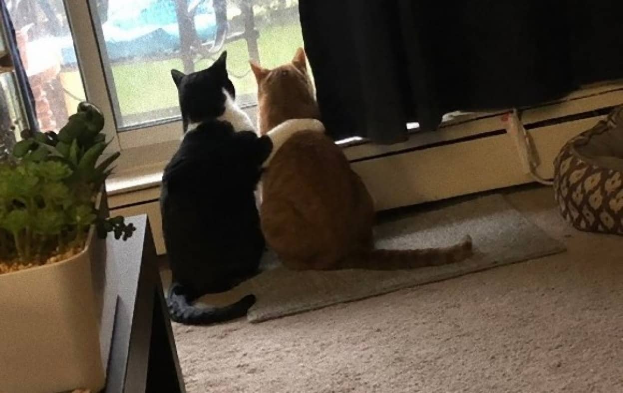 雷雨におびえる仲間の猫を慰める猫